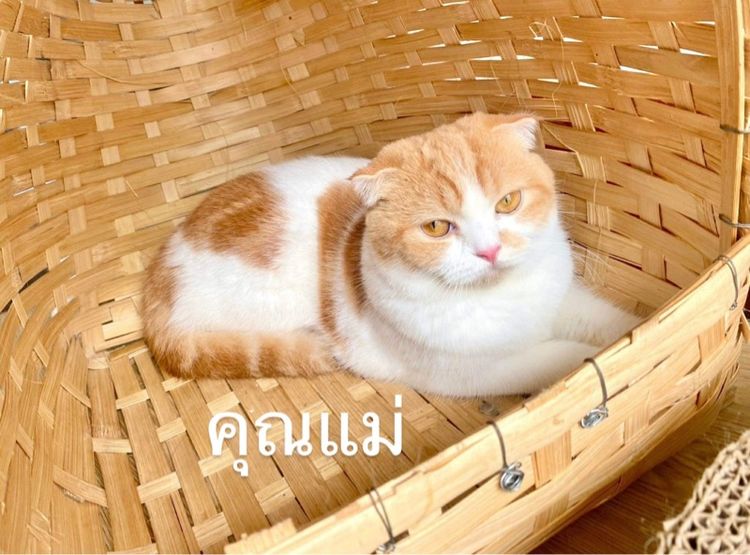 ลูกแมว 2 เดือน รูปที่ 4