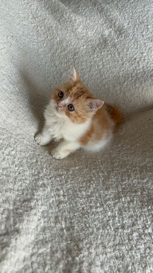 ลูกแมว 2 เดือน รูปที่ 3