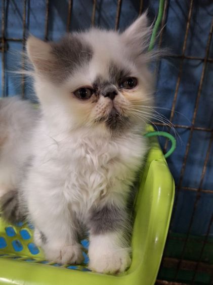 ลูกแมวเปอร์เชียหน้าบี่ รูปที่ 7