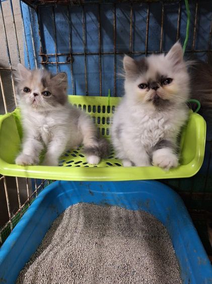 ลูกแมวเปอร์เชียหน้าบี่