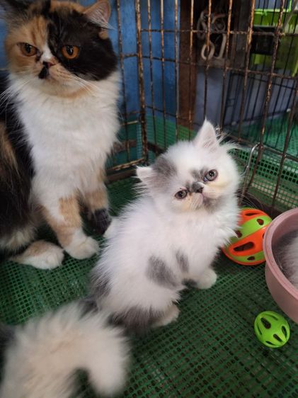 ลูกแมวเปอร์เชียหน้าบี่ รูปที่ 14