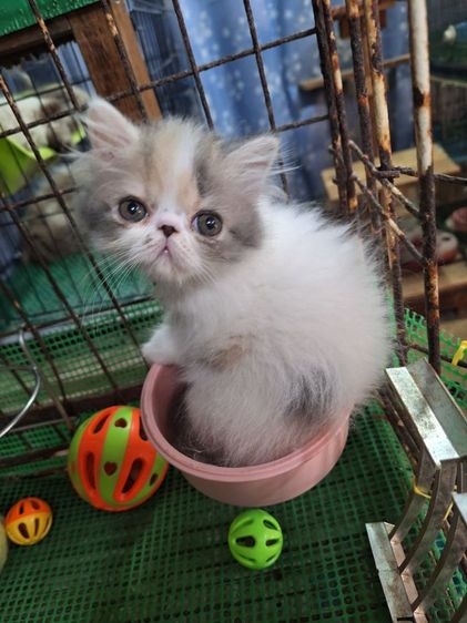 ลูกแมวเปอร์เชียหน้าบี่ รูปที่ 11