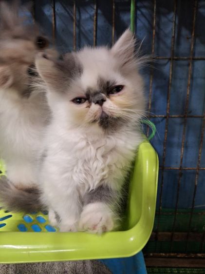 ลูกแมวเปอร์เชียหน้าบี่ รูปที่ 5