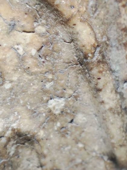 พระสมเด็จเนื้องามๆครับ รูปที่ 5