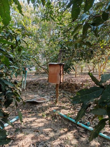 ขายสวนมะม่วง​6ไร่