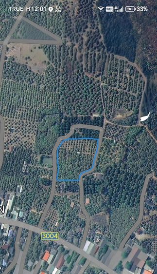 ใช่ ขายสวนมะม่วง​6ไร่ รูปที่ 4