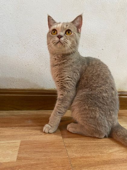 ลดประชากรสก๊อตติสสาว รูปที่ 3