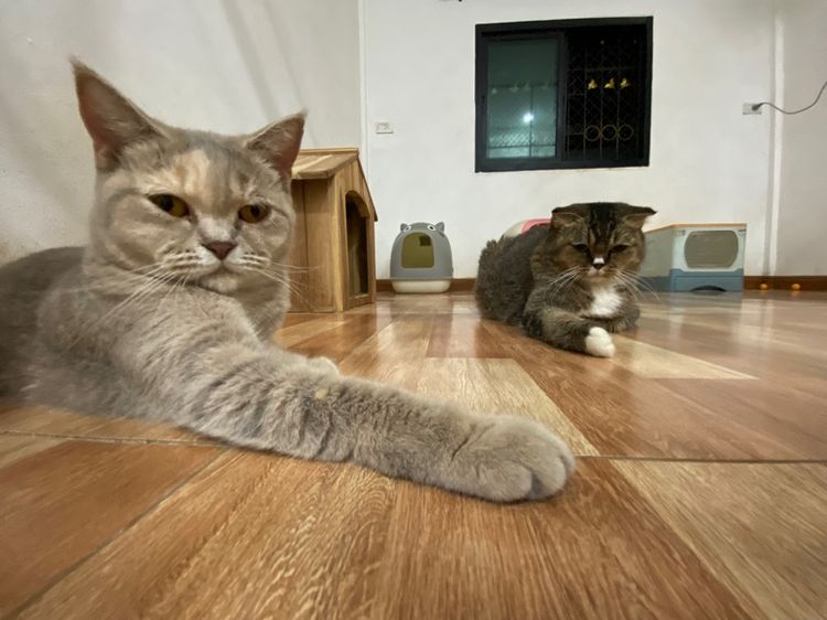 ลดประชากรสก๊อตติสสาว รูปที่ 7