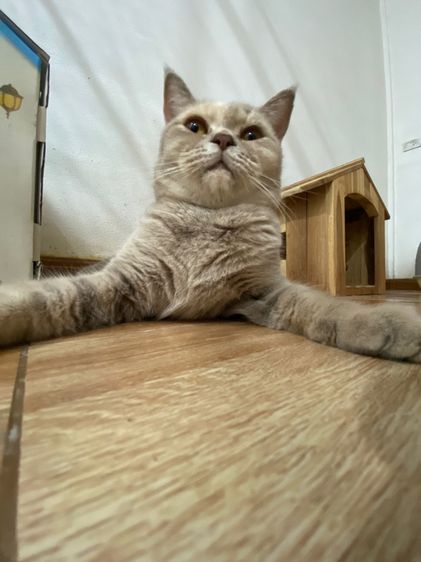 ลดประชากรสก๊อตติสสาว รูปที่ 6