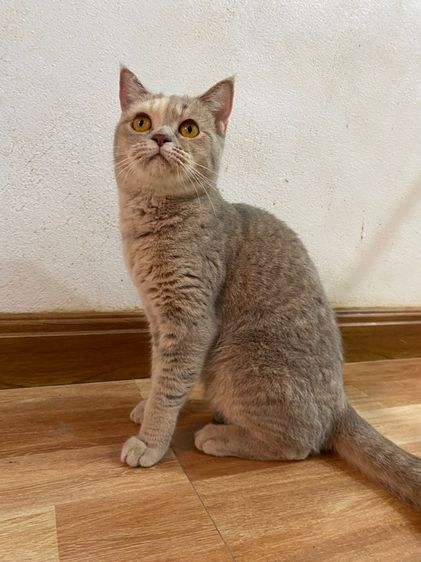 ลดประชากรสก๊อตติสสาว รูปที่ 4