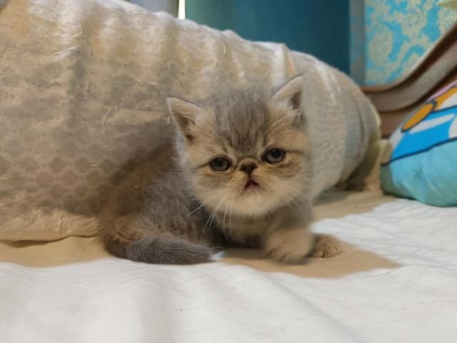 exotic sh พ่อแม่นำเข้า รูปที่ 2