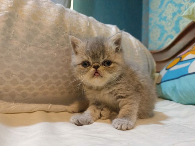เอ็กโซติก ชอร์ตแฮร์ (Exotic Shorthair) exotic sh พ่อแม่นำเข้า