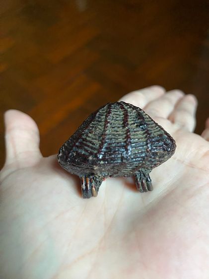 เบี้ยแก้หลวงปู่บุญวัดกลางบางแก้ว