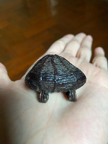 เบี้ยแก้หลวงปู่บุญวัดกลางบางแก้ว รูปที่ 3