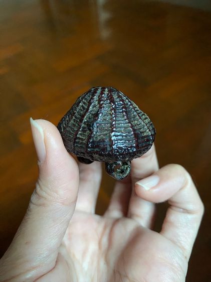 เบี้ยแก้หลวงปู่บุญวัดกลางบางแก้ว รูปที่ 6