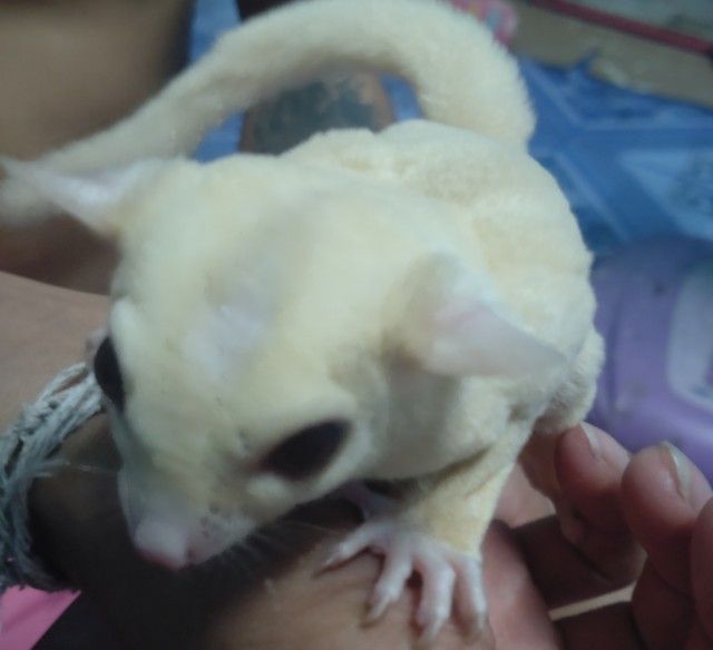 สนใจทักสอบถามได้ระยองชลบุรีนัดรับได้ครับ รูปที่ 4