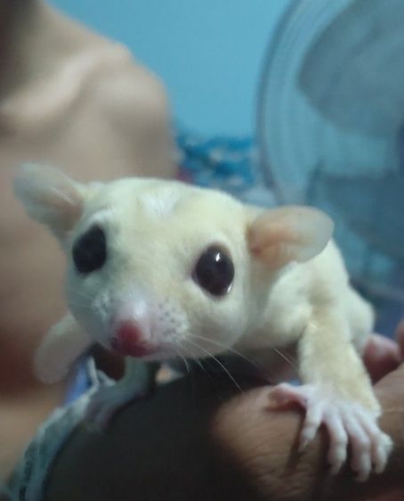 สนใจทักสอบถามได้ระยองชลบุรีนัดรับได้ครับ รูปที่ 6