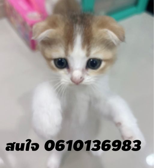 แมวสก๊อตติชโฟลด์ 