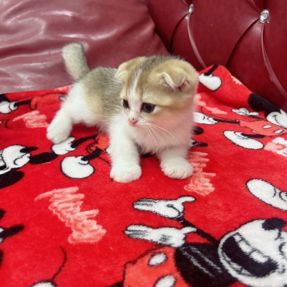 แมวสก๊อตติชโฟลด์  รูปที่ 2