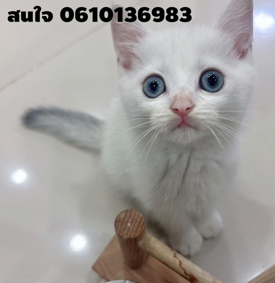 แมวสก๊อตติชโฟลด์  รูปที่ 4