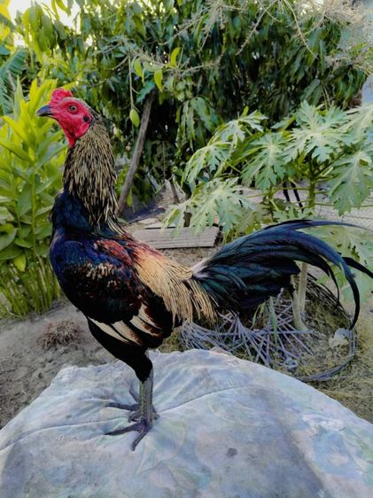ไก่ชนพม่าหนุ่มจากฝูง 2.5 ราคารวมส่งยกเว้นภาคใต้