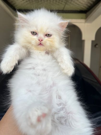 แมวเปอร์เซียสีขาวแท้  รูปที่ 10