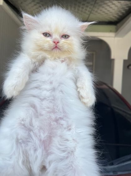 แมวเปอร์เซียสีขาวแท้  รูปที่ 18