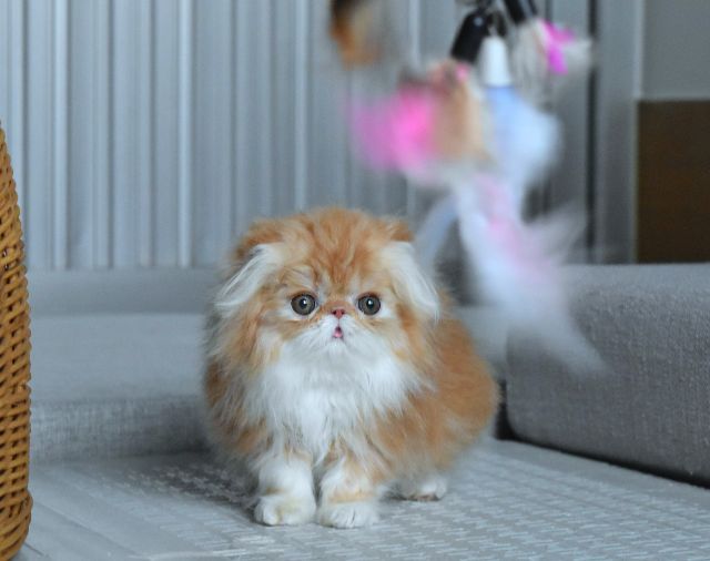 เปอร์เซีย (Persian) ขายแมวเปอร์เซียแท้เพศเมีย