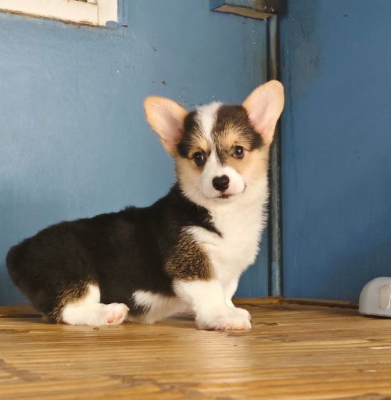 คอร์กี้ (Corgi) กลาง ลูกสุนัขคอร์กี้ เพศเมียน่ารักๆ