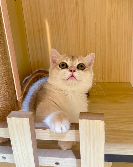 บริติชมั้นกิ้น ขาสั้น (เมีย)