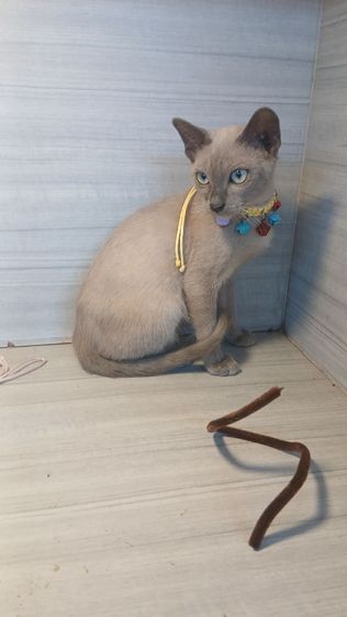 วิเชียรมาศ (Siamese Cat) แมวไทยมงคล เพศผู้อายุ3เดือนครึ่งวัคซีนแล้ว1เข็มก่อนย้ายตรวจหัดแมวฟรีรับประกันเอดส์แมวกับรูคีเมียคะ