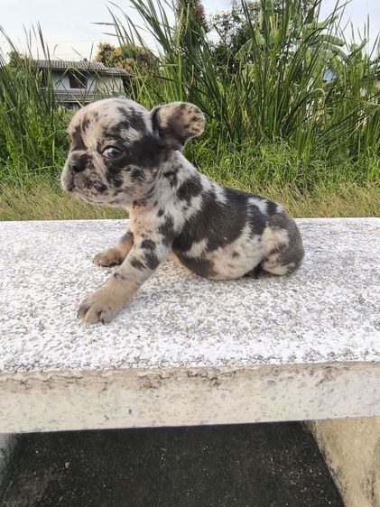 เฟรนช์ บูลด็อก (French Bulldog) กลาง เฟร้นบลูด็อกแท้
