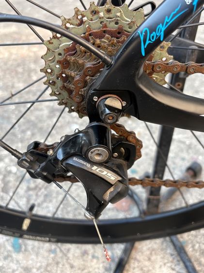 เสือหมอบ java feroce (สีน้ำเงิน) รูปที่ 5