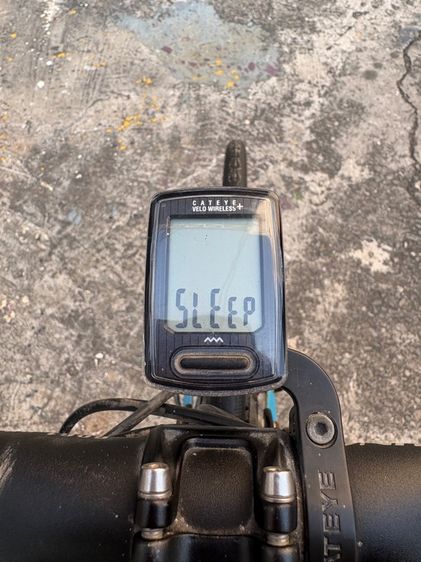 เสือหมอบ java feroce (สีน้ำเงิน) รูปที่ 3