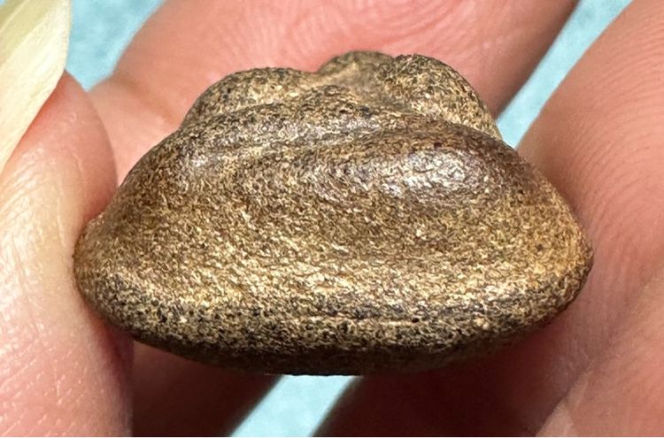 🙏พระปิดตาเนื้อผงคลุกรัก เก่า ไม่ทราบที่ องค์ละ 3550 รูปที่ 15