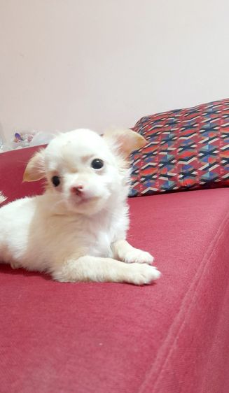 ชิวาว่า รูปที่ 5