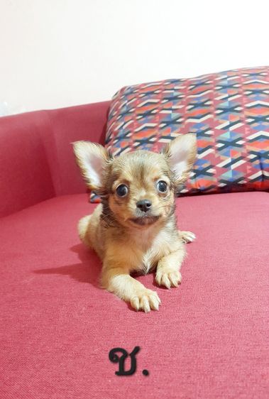 ชิวาว่า รูปที่ 6