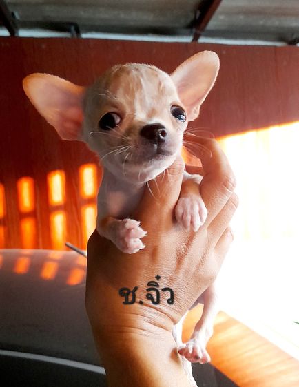 ชิวาว่า