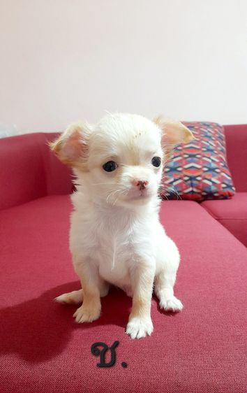 ชิวาว่า รูปที่ 9