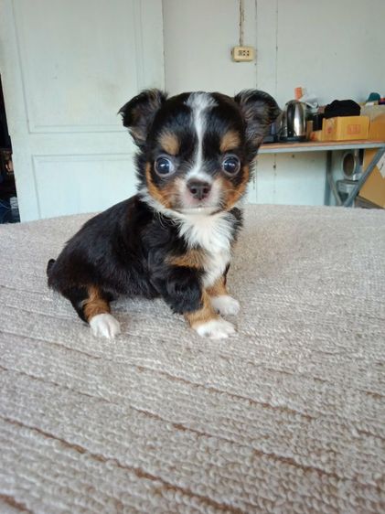 ชิวาว่าเพศชาย รูปที่ 2