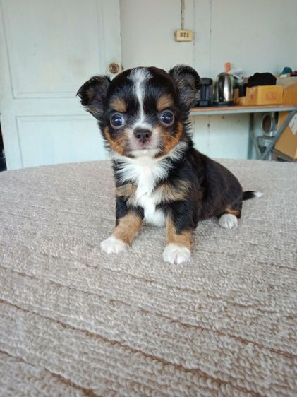 ชิวาว่าเพศชาย รูปที่ 5