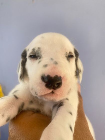 ดัลเมเชียล รูปที่ 5