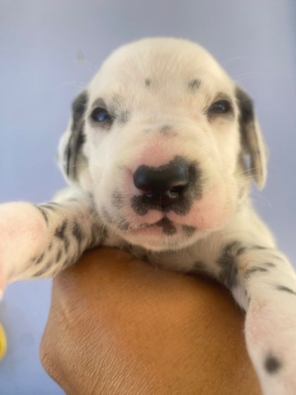 ดัลเมเชียล รูปที่ 2