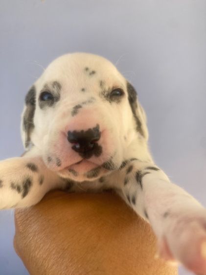 ดัลเมเชียล