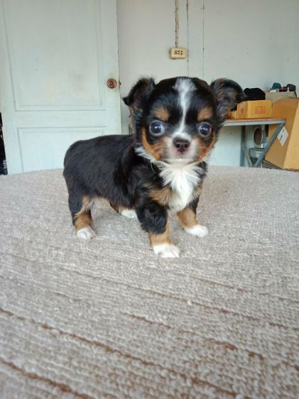 เด็กชาย