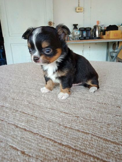 เด็กชาย รูปที่ 6