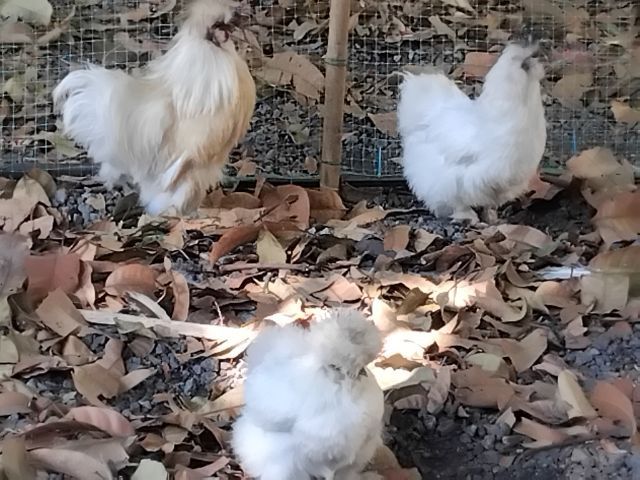 มีไก่ซิวกี้ 4 ตัว ตัวเมีย3 ตัวผู้1 พร้อมผสมและวางไข่ ไม่มีเวลาดูแล จะขายในราคาเพียง 1200 บาทเท่านั้นเอง แต่ต้องมารับเองที่วัดตะพงนอก โทรคุย รูปที่ 2