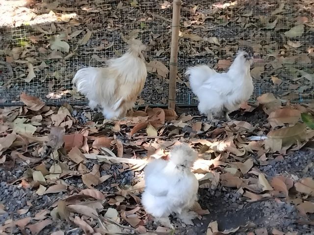 มีไก่ซิวกี้ 4 ตัว ตัวเมีย3 ตัวผู้1 พร้อมผสมและวางไข่ ไม่มีเวลาดูแล จะขายในราคาเพียง 1200 บาทเท่านั้นเอง แต่ต้องมารับเองที่วัดตะพงนอก โทรคุย รูปที่ 3