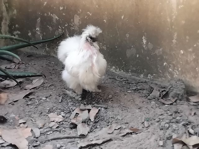 มีไก่ซิวกี้ 4 ตัว ตัวเมีย3 ตัวผู้1 พร้อมผสมและวางไข่ ไม่มีเวลาดูแล จะขายในราคาเพียง 1200 บาทเท่านั้นเอง แต่ต้องมารับเองที่วัดตะพงนอก โทรคุย