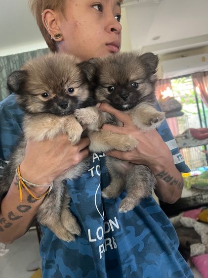 ปอมปอม รูปที่ 7